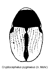 cryptocephalus_pygmaeus_hab.gif