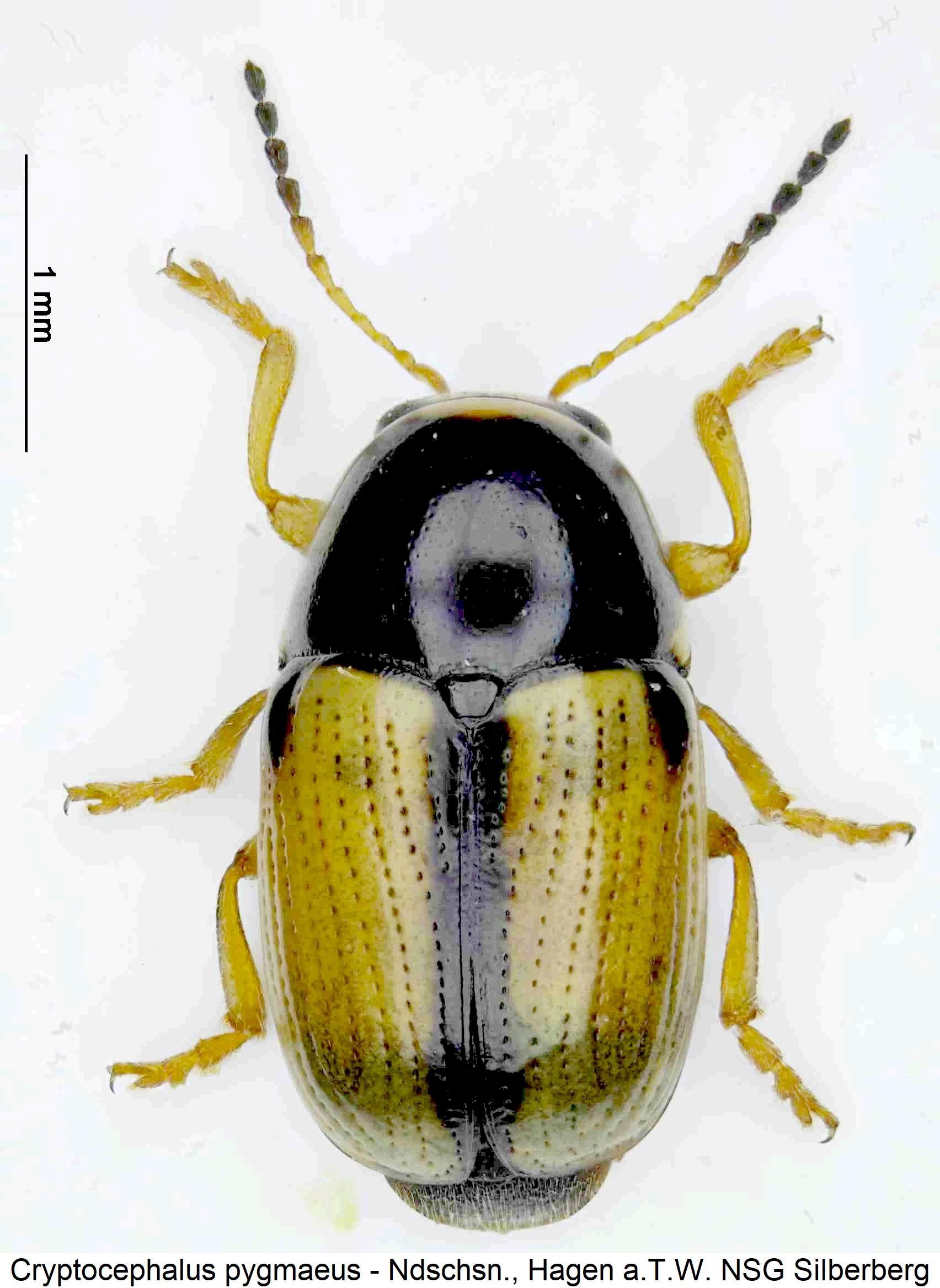cryptocephalus_pygmaeus_hab.jpg