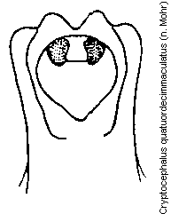 cryptocephalus_quatuordecimmaculatus.gif