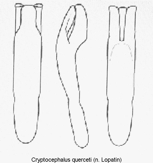 cryptocephalus_querceti_aed.jpg