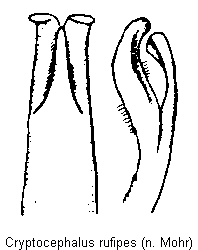 cryptocephalus_rufipes.gif