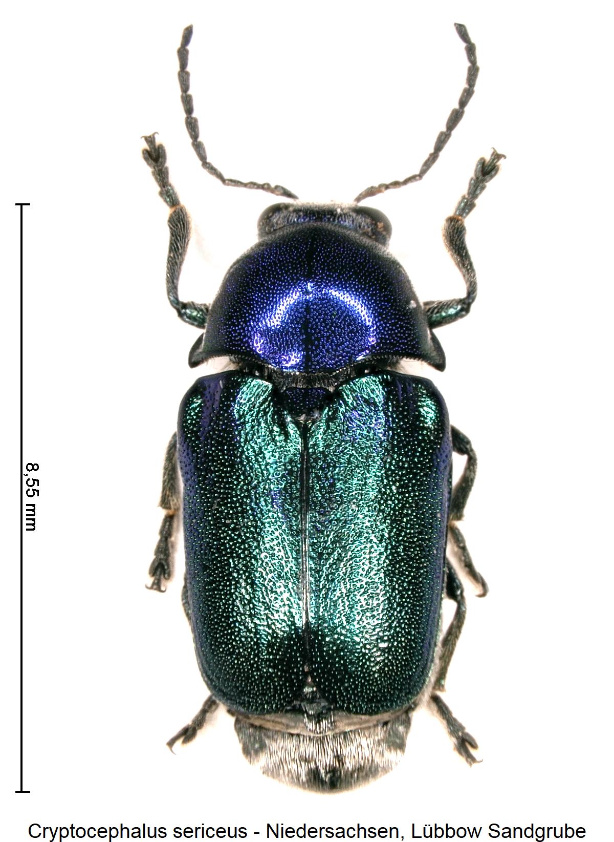 cryptocephalus_sericeus_hab1.jpg