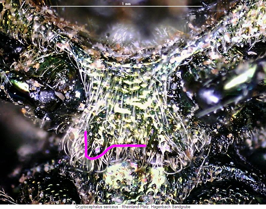 cryptocephalus_sericeus_vbr.jpg