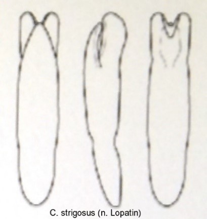 cryptocephalus_strigosus_aed.jpg