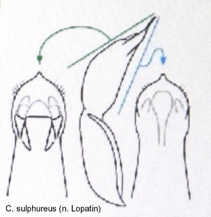 cryptocephalus_sulphureus_aed.jpg