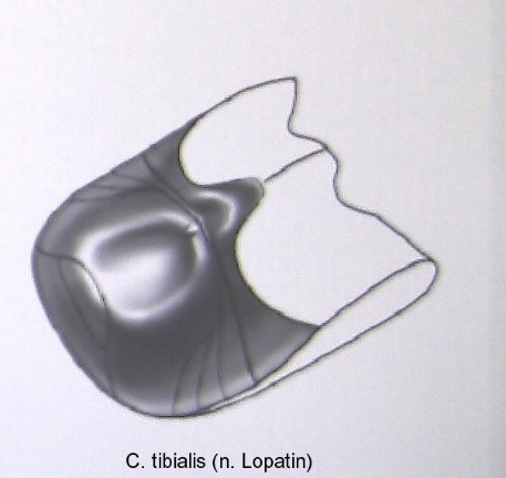 cryptocephalus_tibialis_abd.jpg