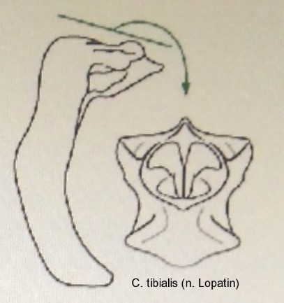 cryptocephalus_tibialis_aed.jpg