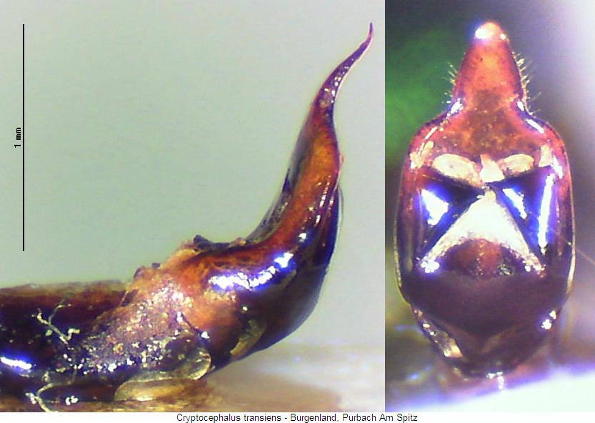 cryptocephalus_transiens.jpg
