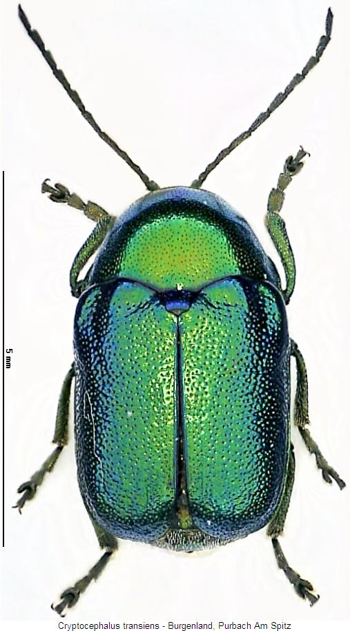 cryptocephalus_transiens_hab.jpg