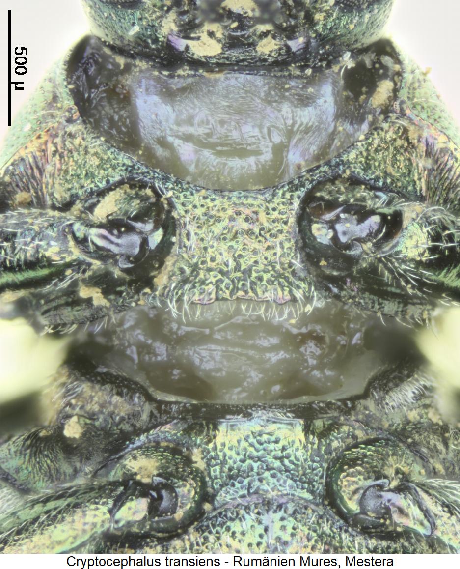 cryptocephalus_transiens_vbr.jpg