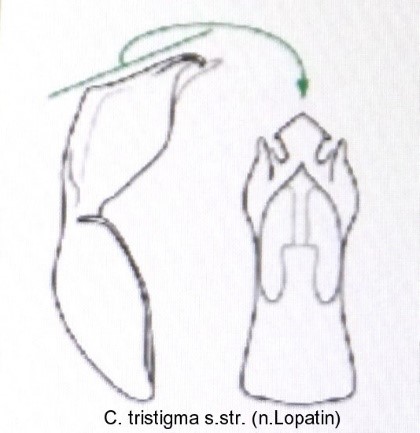 cryptocephalus_tristigma_sstr_aed.jpg