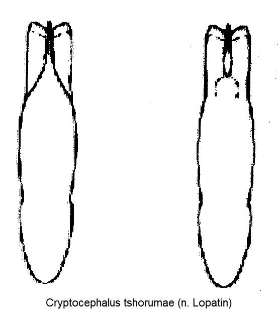 cryptocephalus_tshorumae_aed.jpg