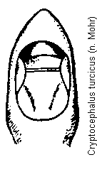 cryptocephalus_turcicus.gif