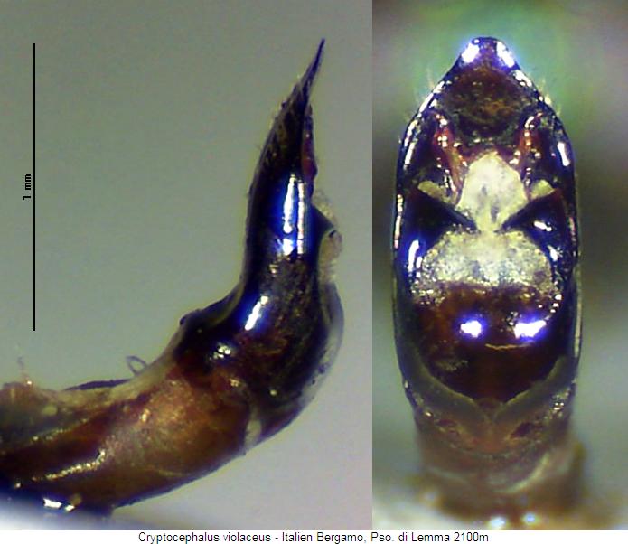 cryptocephalus_violaceus.jpg