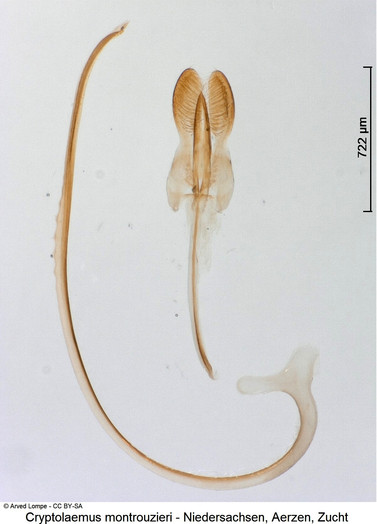 cryptolaemus_montrouzieri_ck35440007.jpg