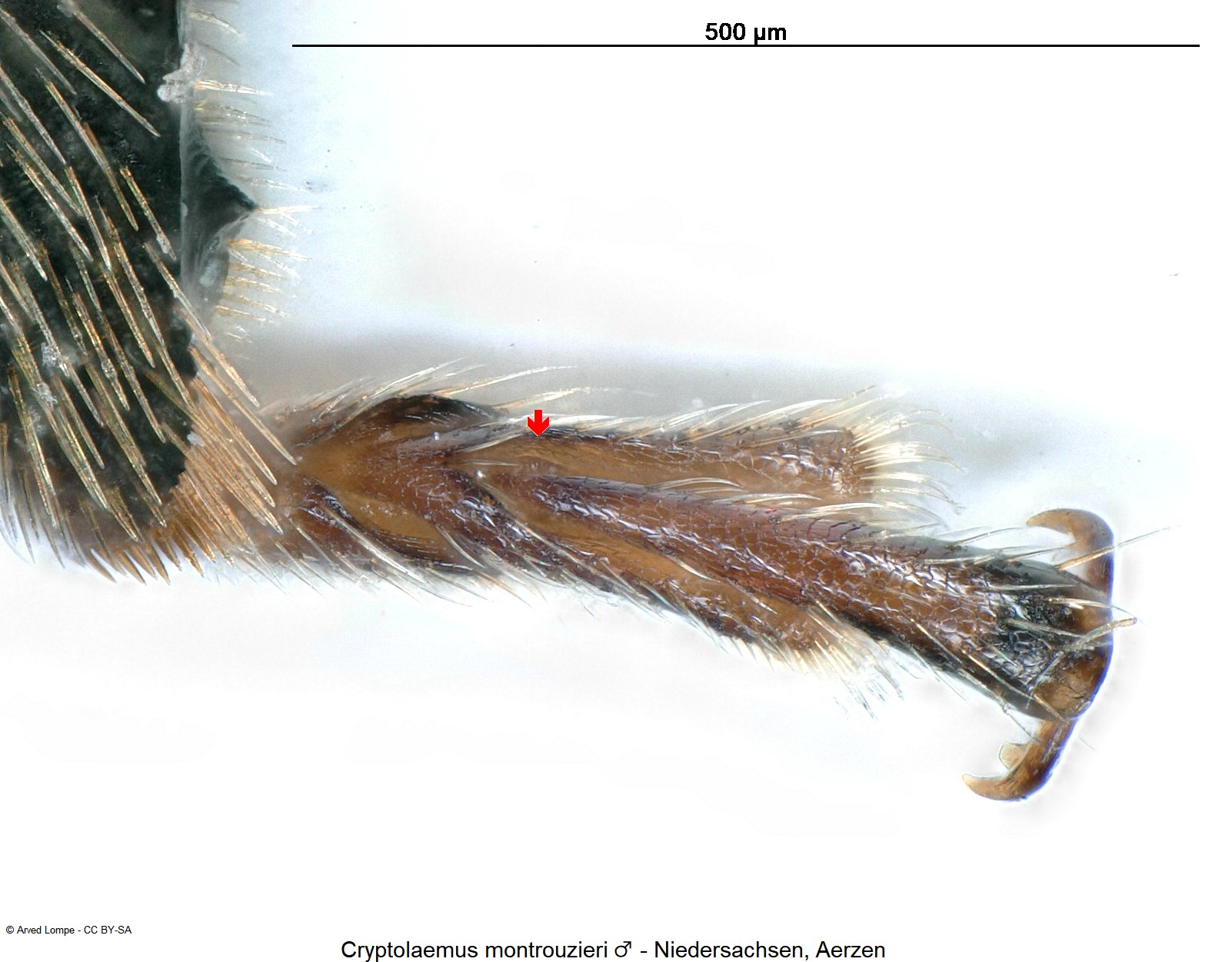 cryptolaemus_montrouzieri_m_ck35440007_htr.jpg