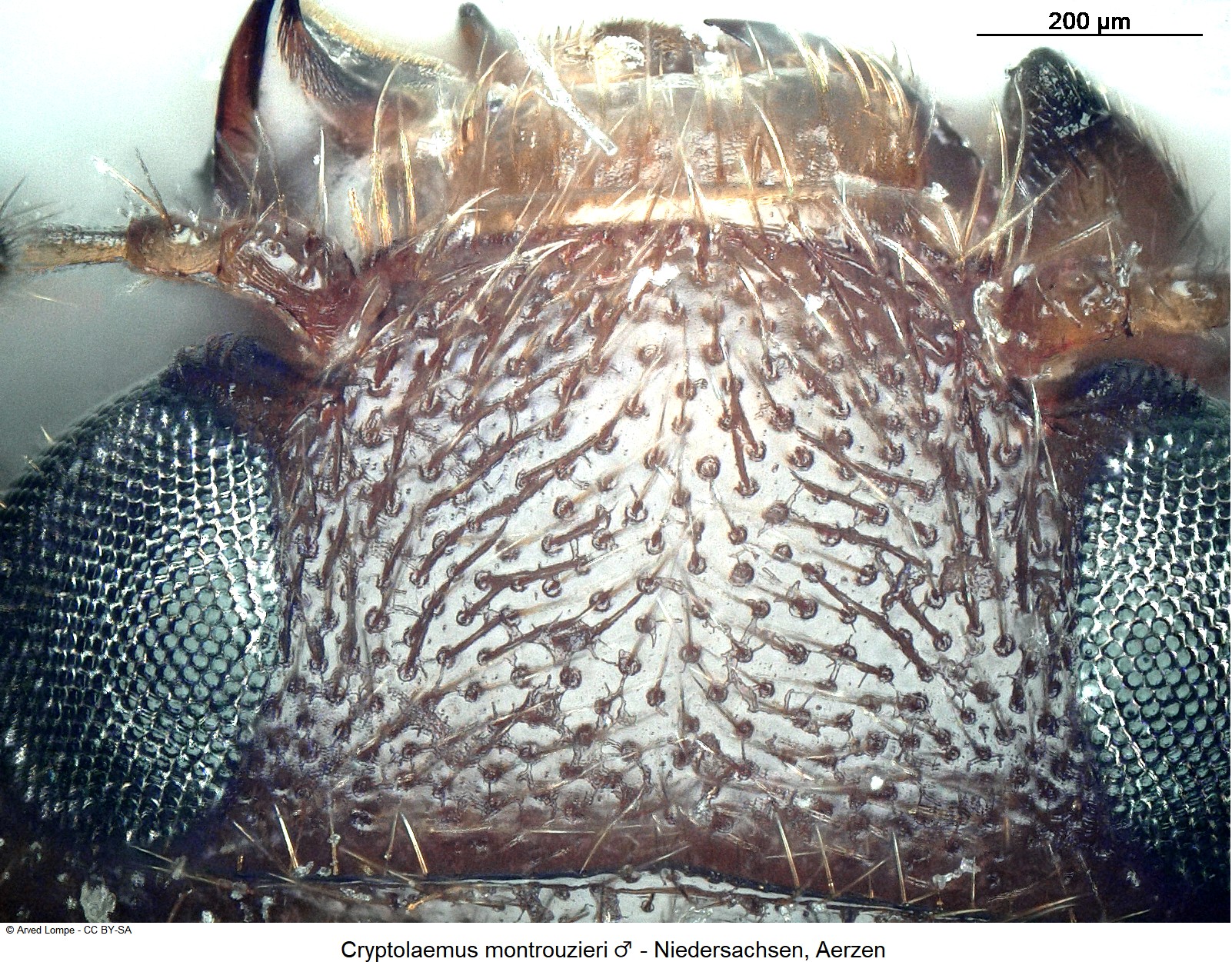 cryptolaemus_montrouzieri_m_ck35440007_k.jpg