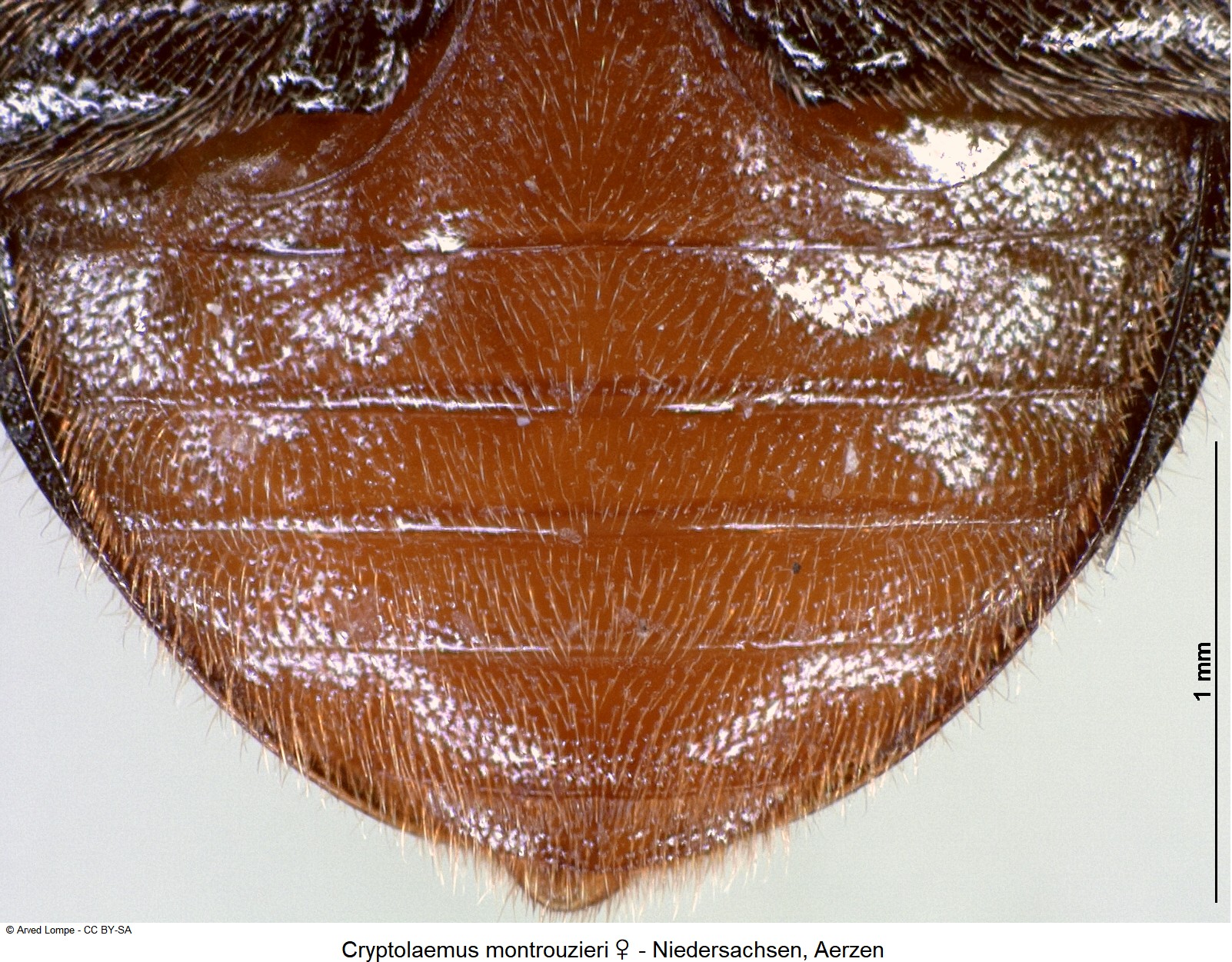 cryptolaemus_montrouzieri_w_ck35440007_abd.jpg