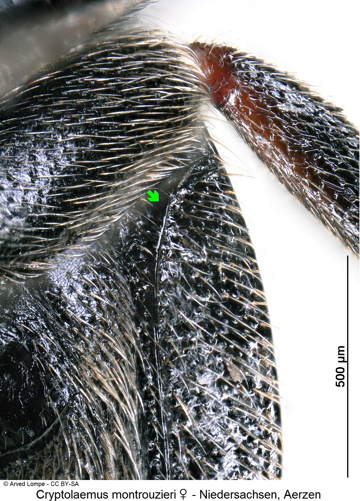 cryptolaemus_montrouzieri_w_ck35440007_srd.jpg
