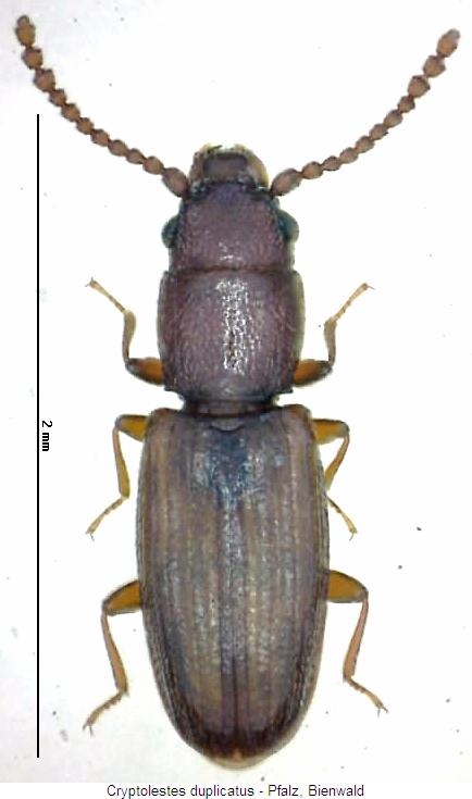 cryptolestes_duplicatus_hab.jpg
