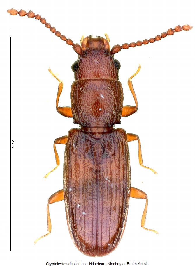 cryptolestes_duplicatus_hab2.jpg