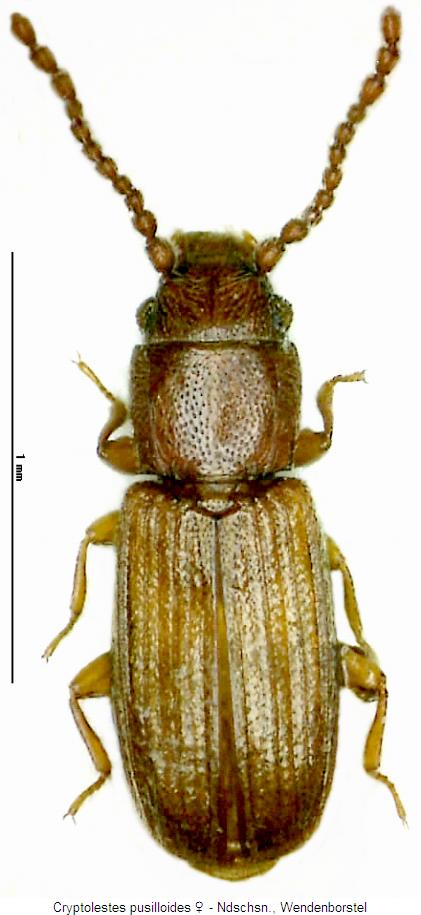 cryptolestes_pusilloides_hab.jpg