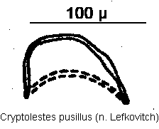 cryptolestes_pusillus.gif