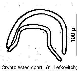 cryptolestes_spartii.gif