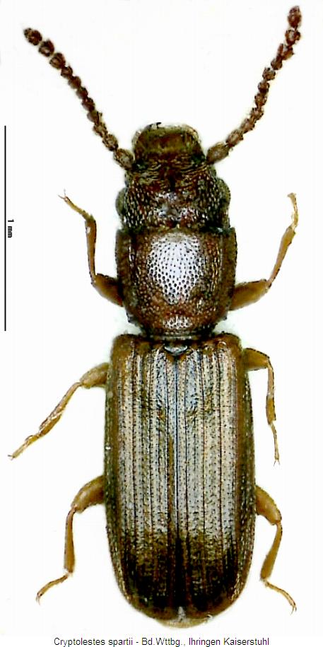 cryptolestes_spartii_hab.jpg