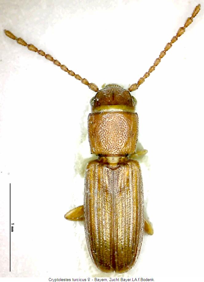 cryptolestes_turcicus_whab.jpg
