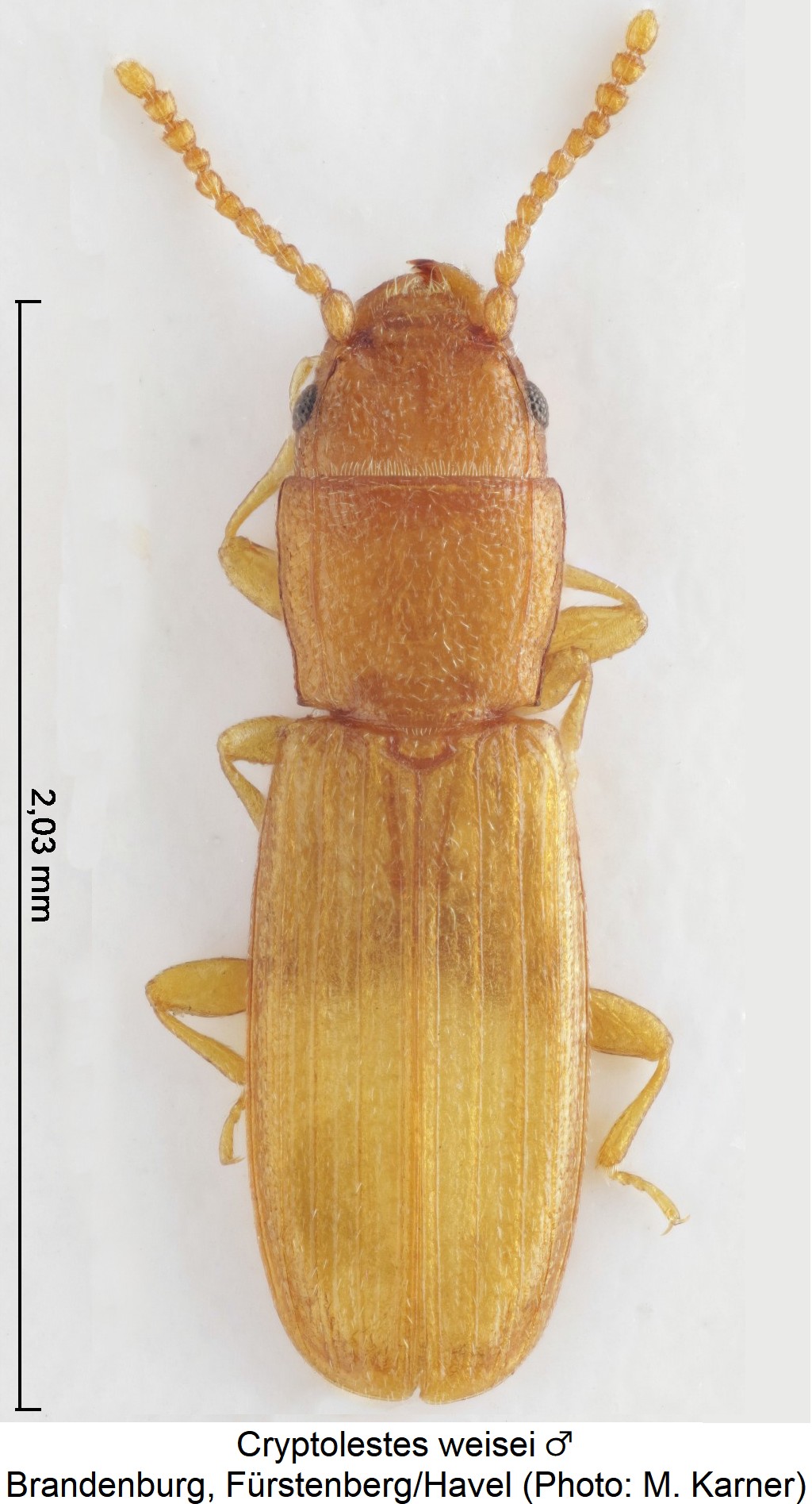 cryptolestes_weisei_m_hab.jpg