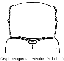 cryptophagus_acuminatus_vk.gif