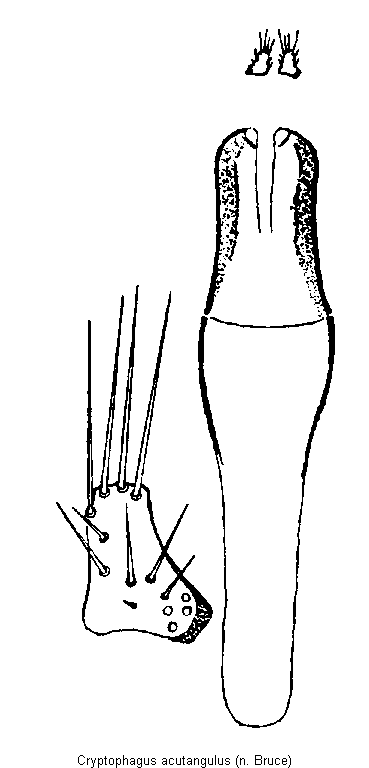 cryptophagus_acutangulus.gif