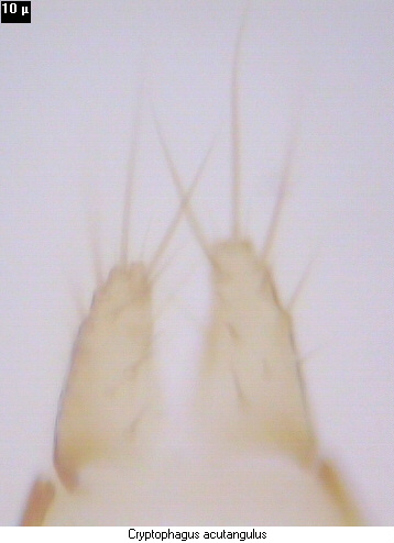 cryptophagus_acutangulus_param.jpg