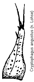 cryptophagus_angustus_pm.gif