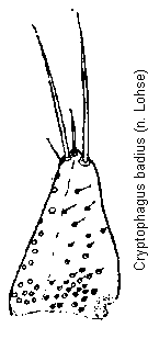 cryptophagus_badius_pm.gif