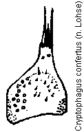 cryptophagus_confertus_pm.gif