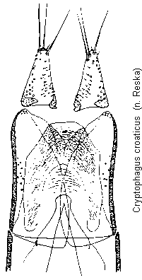 cryptophagus_croaticus.gif