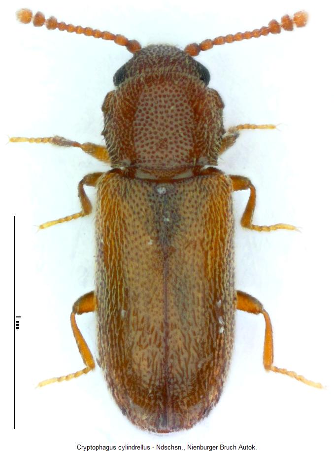 cryptophagus_cylindrellus_hab.jpg