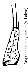 cryptophagus_cylindrus_pm.gif