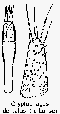 cryptophagus_dentatus.gif
