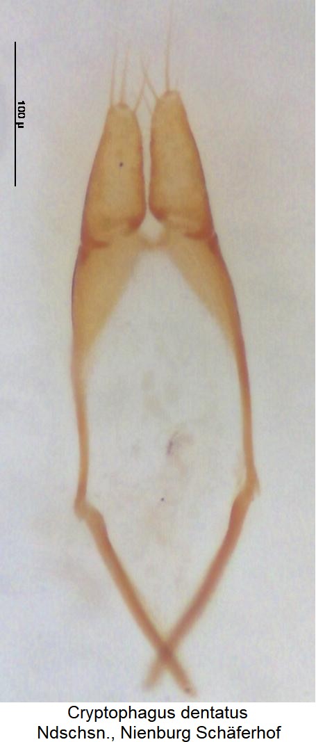 cryptophagus_dentatus.jpg