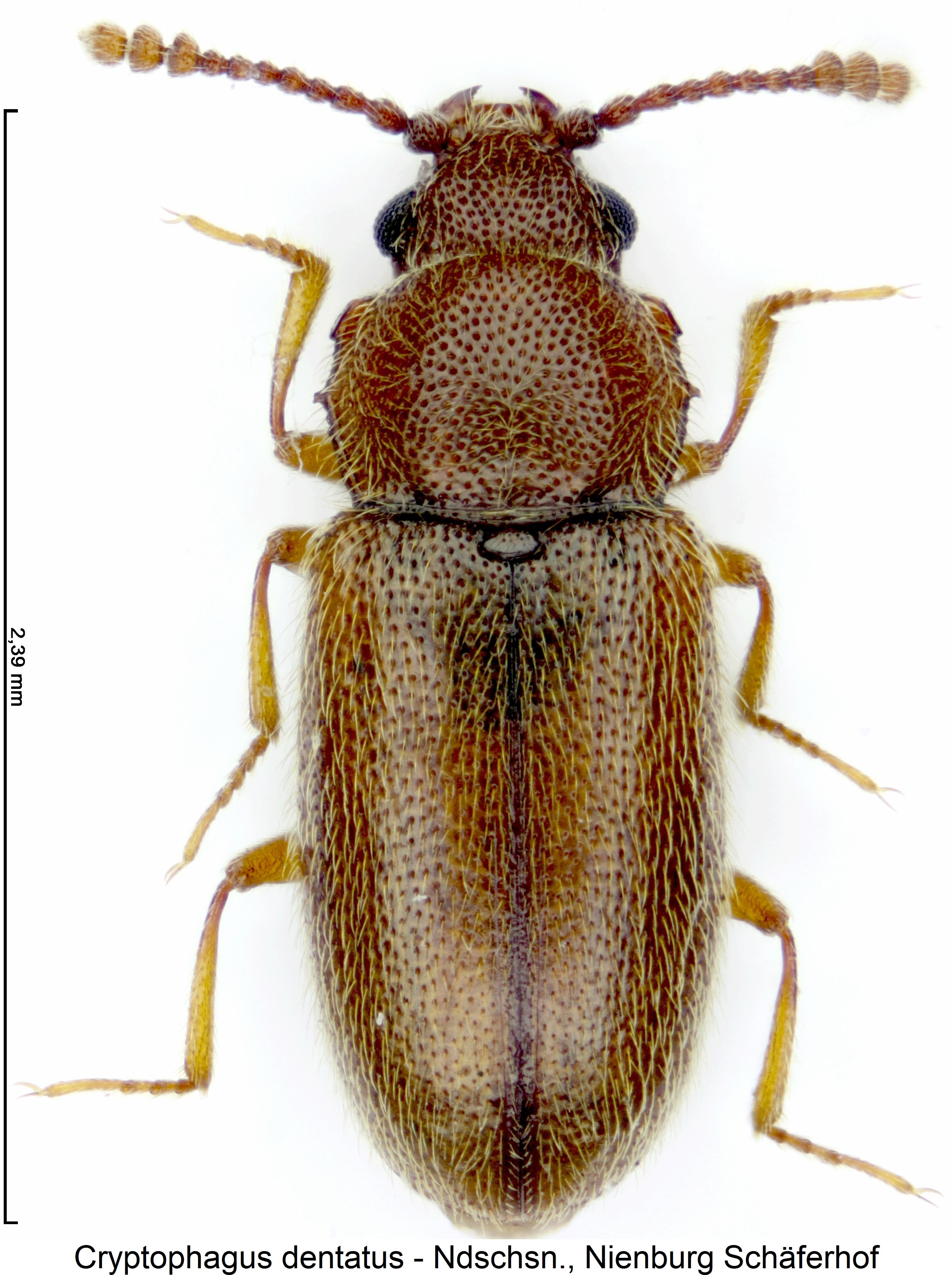 cryptophagus_dentatus_hab1.jpg