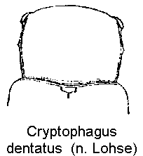 cryptophagus_dentatus_vk.gif