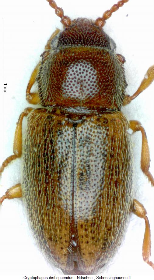 cryptophagus_distinguendus_hab2.jpg
