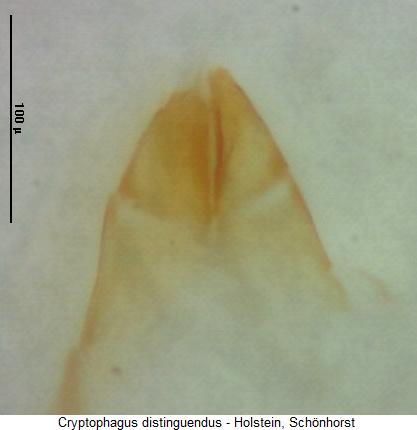 cryptophagus_distinguendus_pm2.jpg