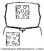 cryptophagus_distinguendus_vk.gif