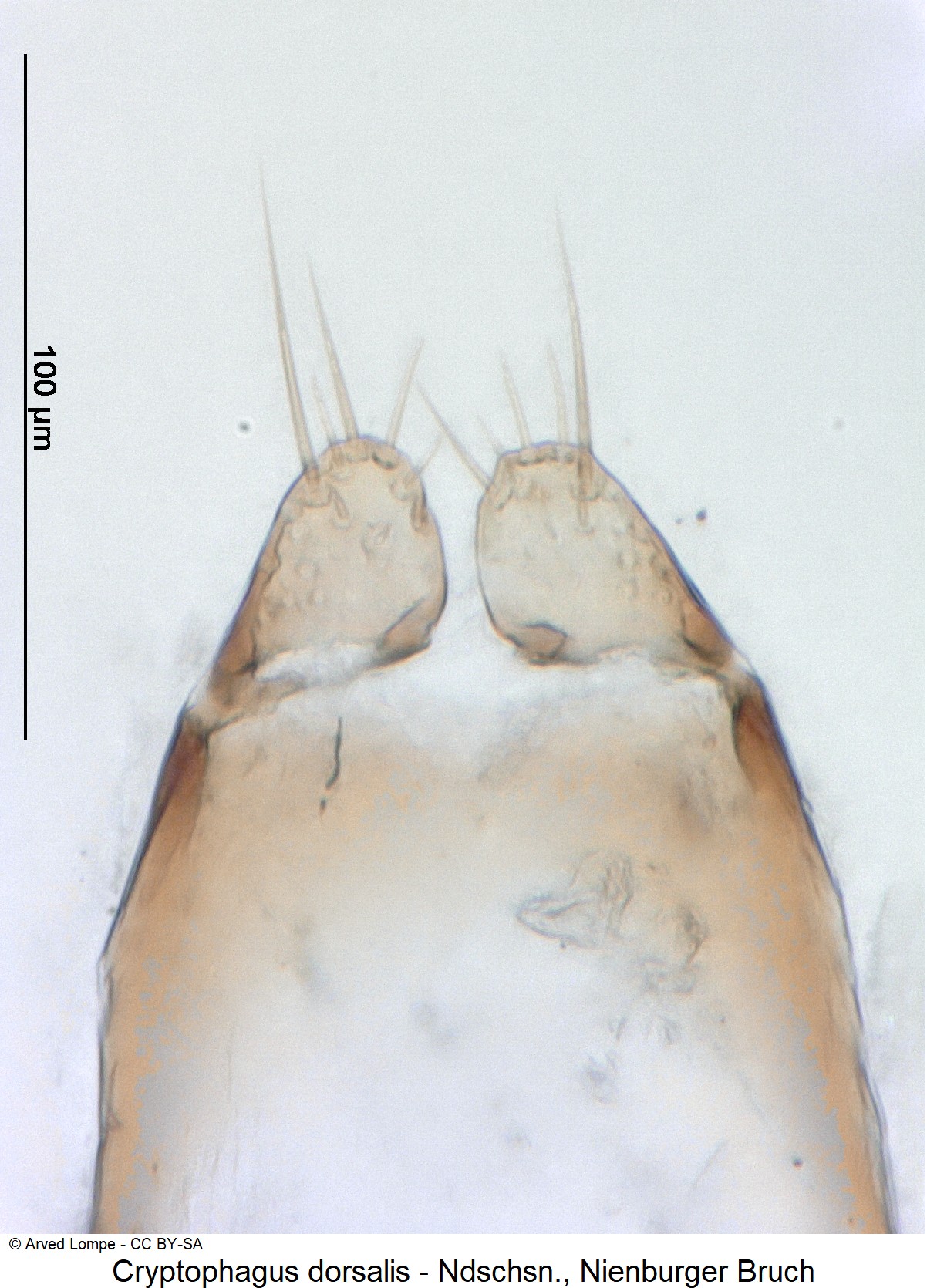 cryptophagus_dorsalis_ck35584812_pm.jpg