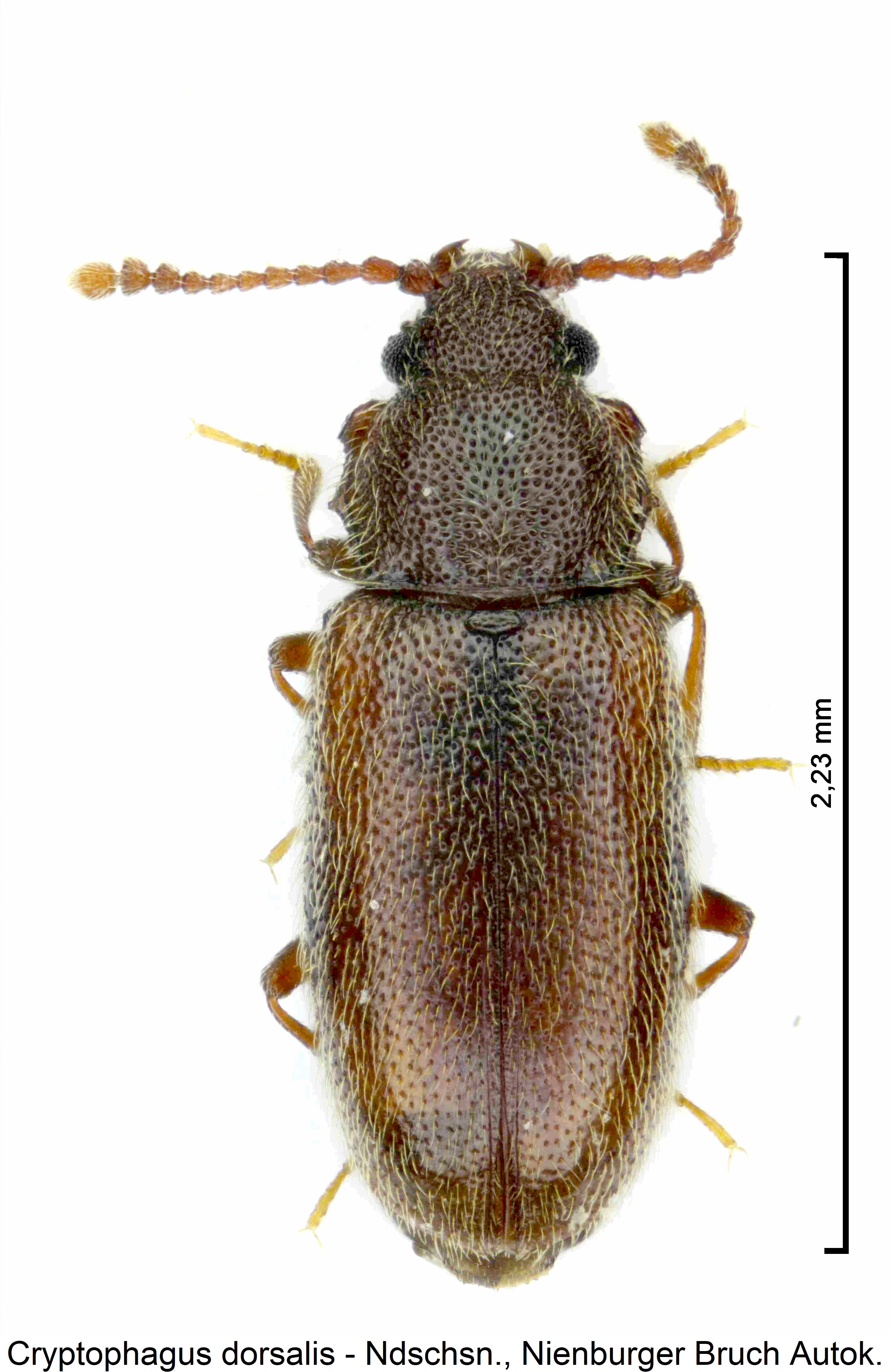 cryptophagus_dorsalis_hab1.jpg