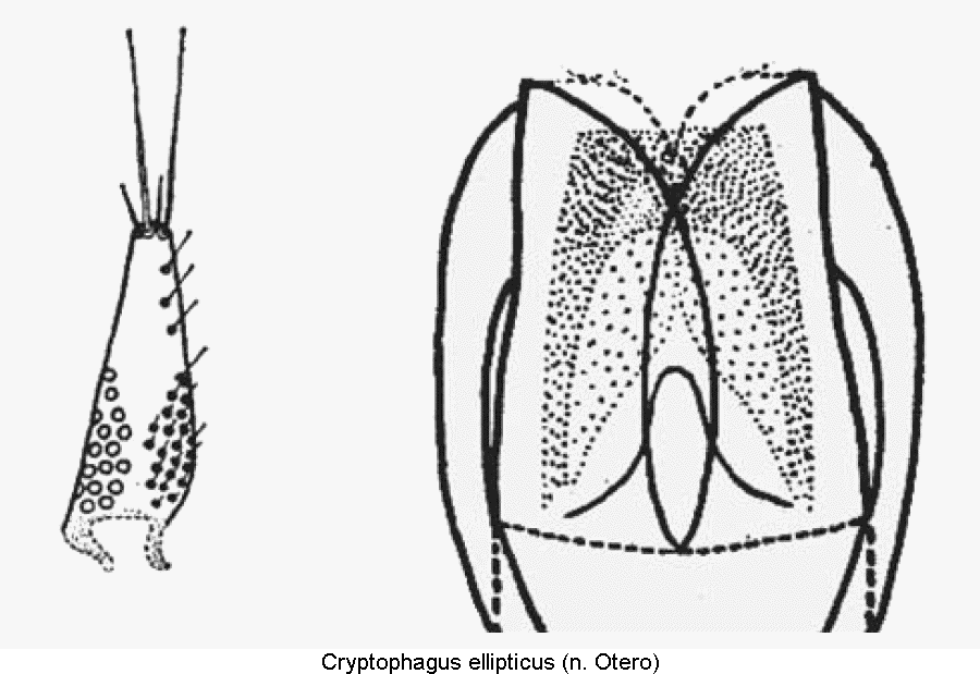 cryptophagus_ellipticus.gif